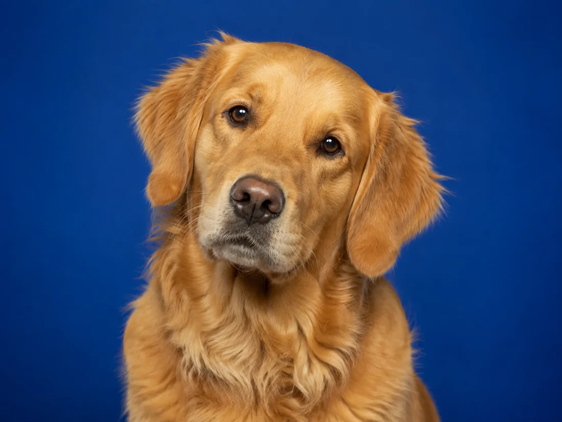 Nysgjerrig golden retriever mot blå bakgrunn