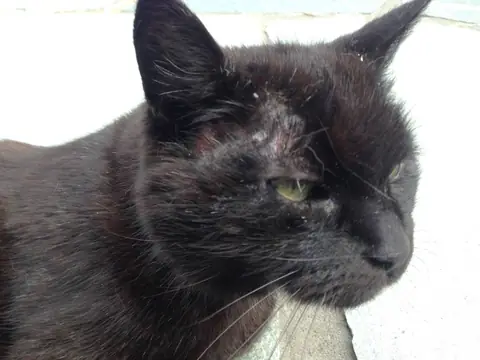 Nærbilde av en svart katt med et hårløst område over øyet.