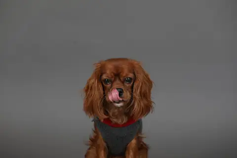 En rødbrun hund med grått dekken slikker seg rundt nesen.