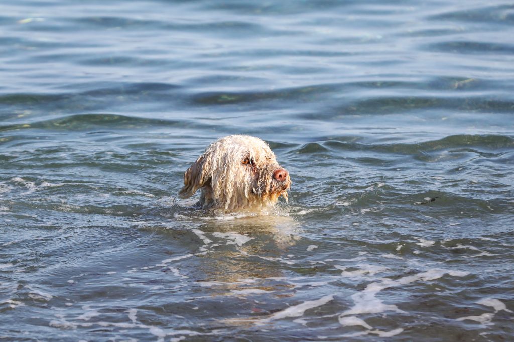 En lys, krøllete hund svømmer i det blå sjøvannet.