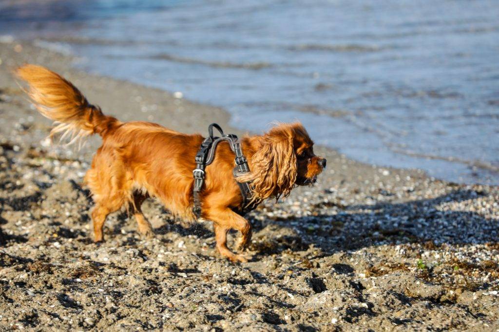 Lyra går langs vannkanten på hundestranda.