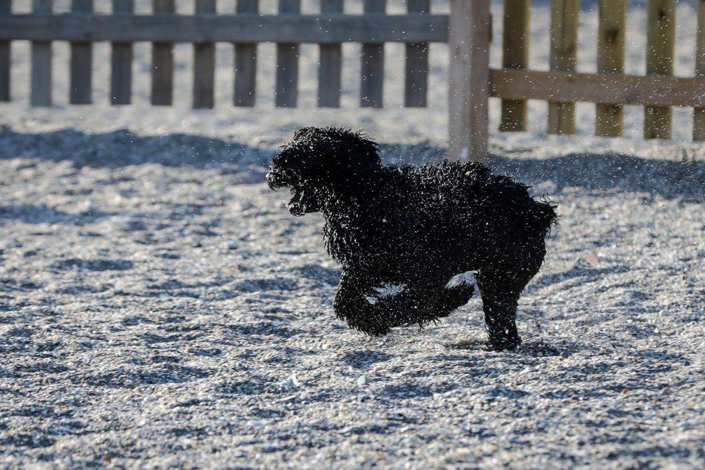 En svart hund løper gjennom sand og vannsprut på stranda.