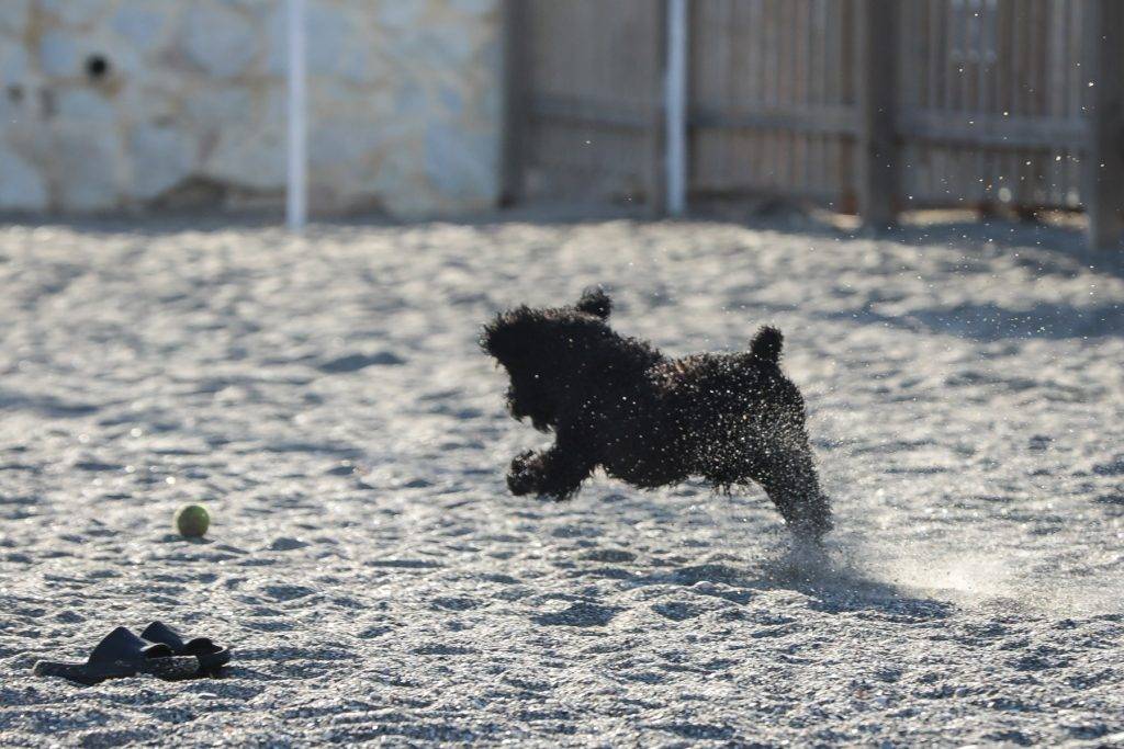 En svart hund hopper etter en grønn ball mens vann spruter fra pelsen.