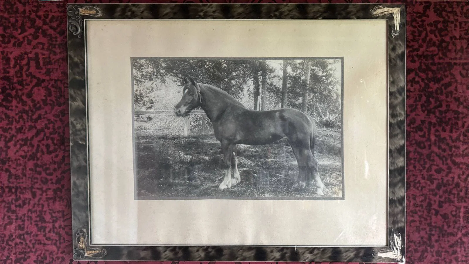 Bilde av et fotografi av en hest. Fotografiet er i svart/hvitt og henger på en vegg med burgunderrød farge.