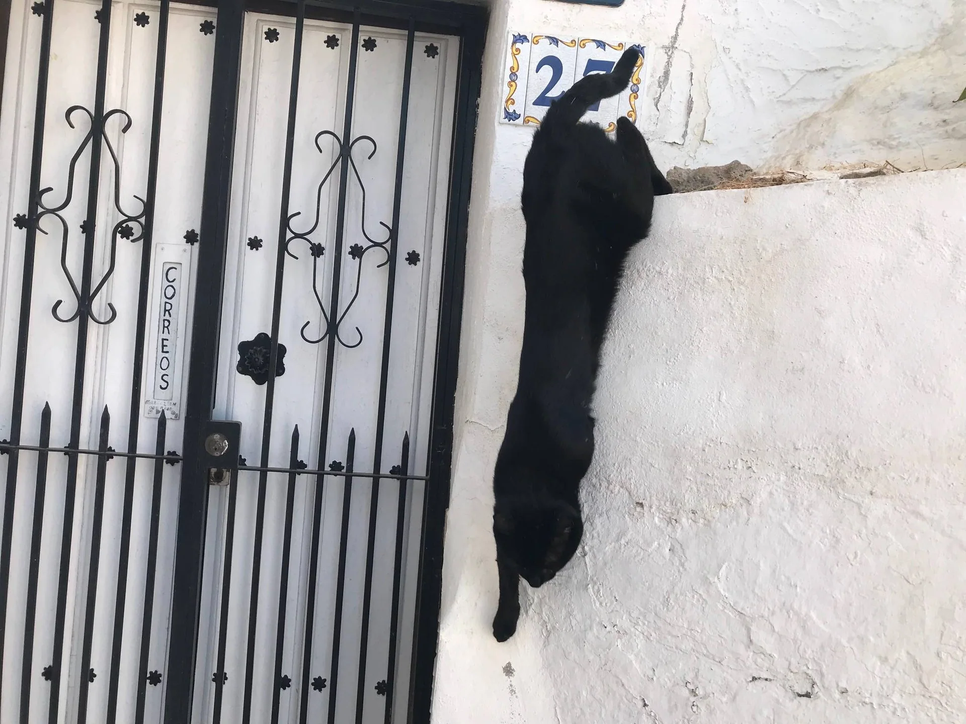 En svart katt klatrer på en hvit mur ved en jerngrind.