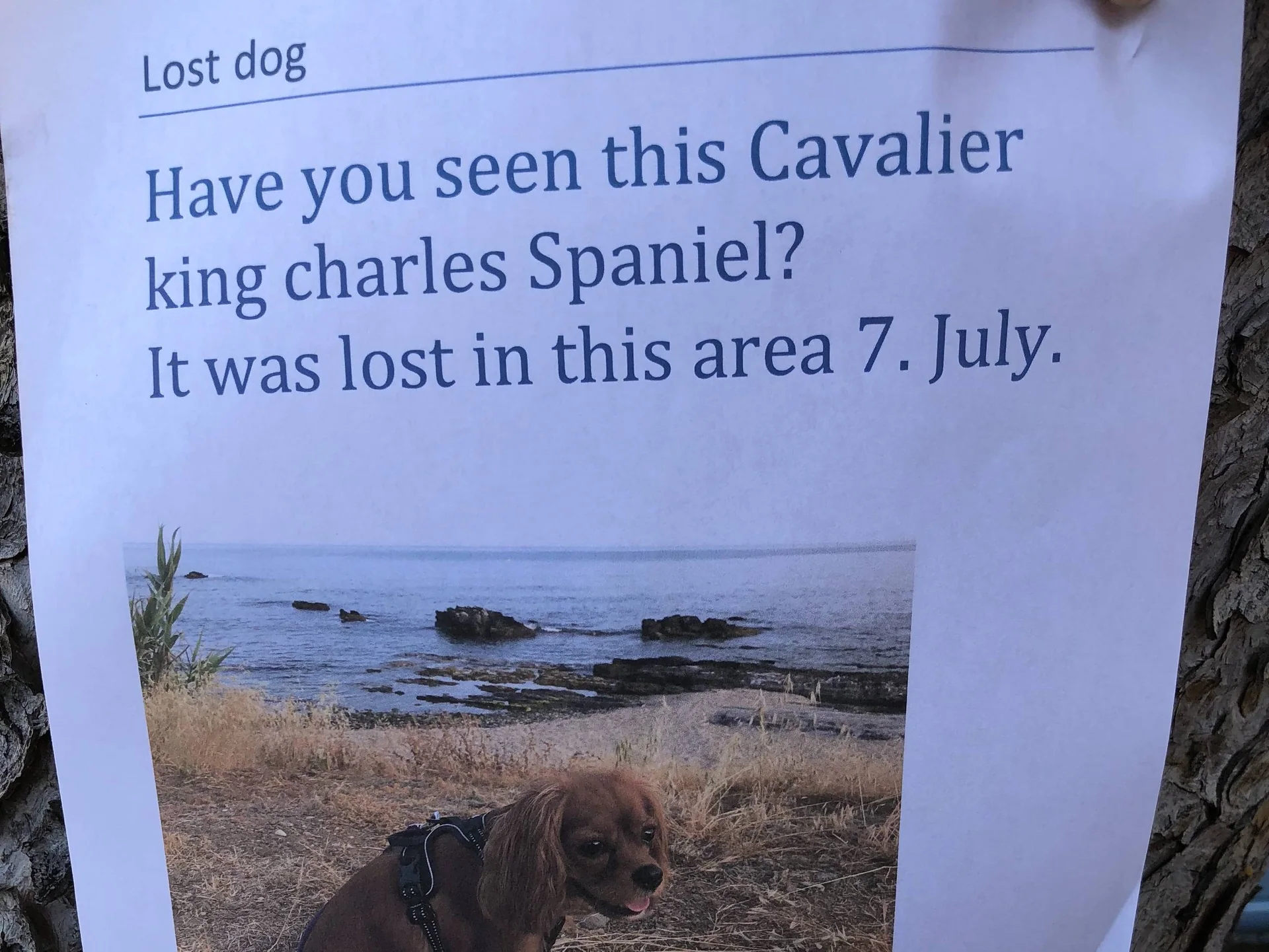 Mistet hund - etterlysninger kan hjelpe