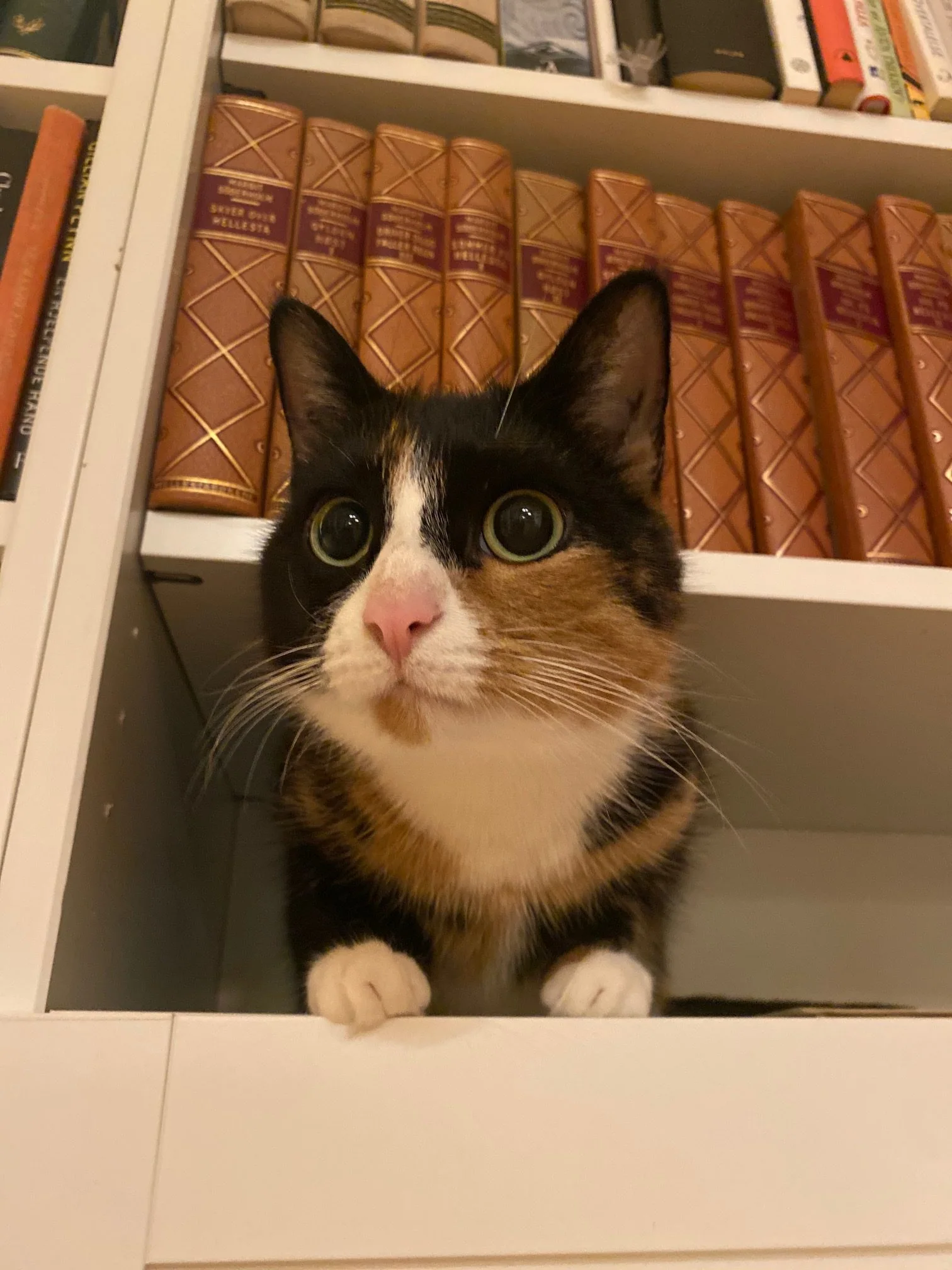 En svart og hvit katt titter frem foran bøker i en bokhylle.