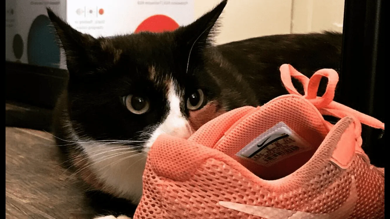 En svart og hvit katt ligger ved siden av en rosa joggesko.