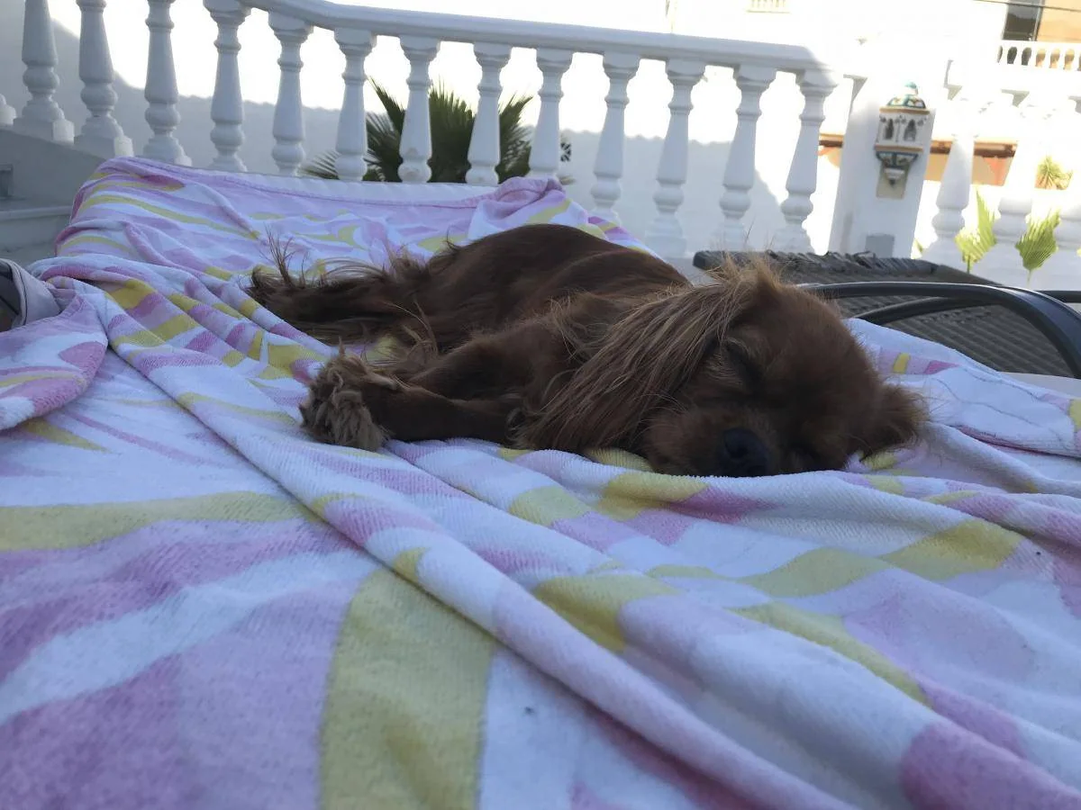 En brun hund ligger på et håndkle på en terrasse.