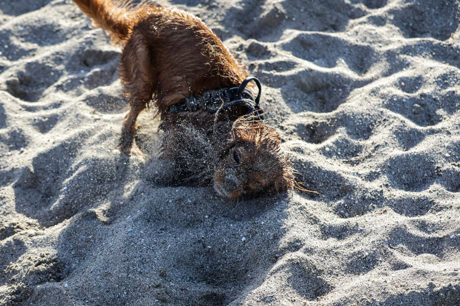 En våt, brun hund med sele graver i sanden på stranden.