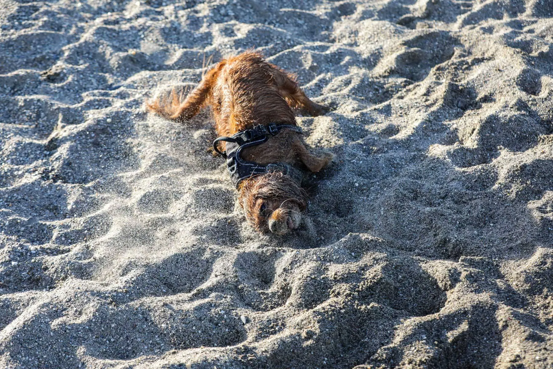 En liten brun hund graver med snuten nede i sanden.