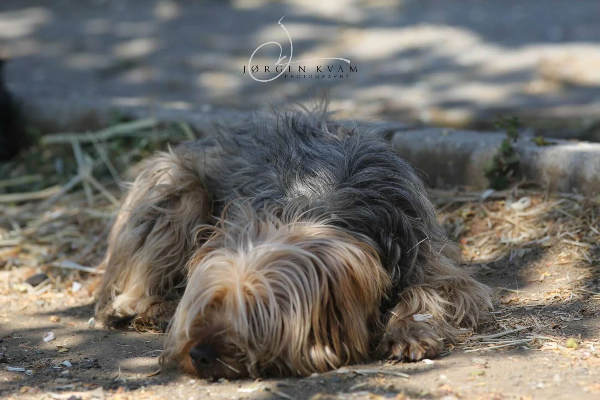 Illustrasjonsfoto: Liten, langhåret grå, brun og kremfarget hund som ligger og sover like ved en fortauskant.