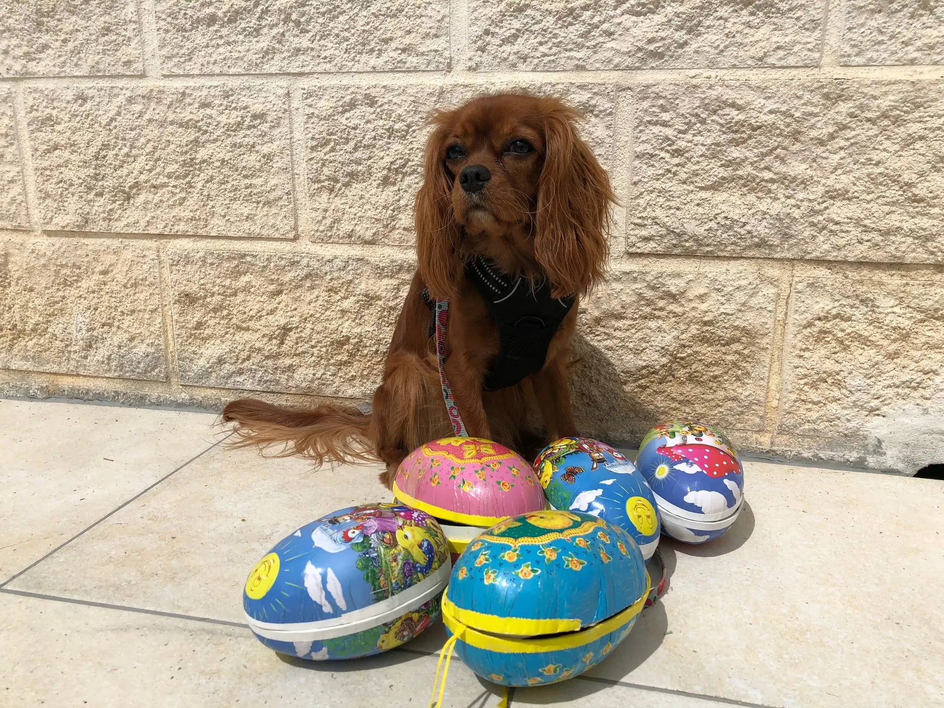 En brun hund sitter foran flere fargerike egg på et flisgulv.