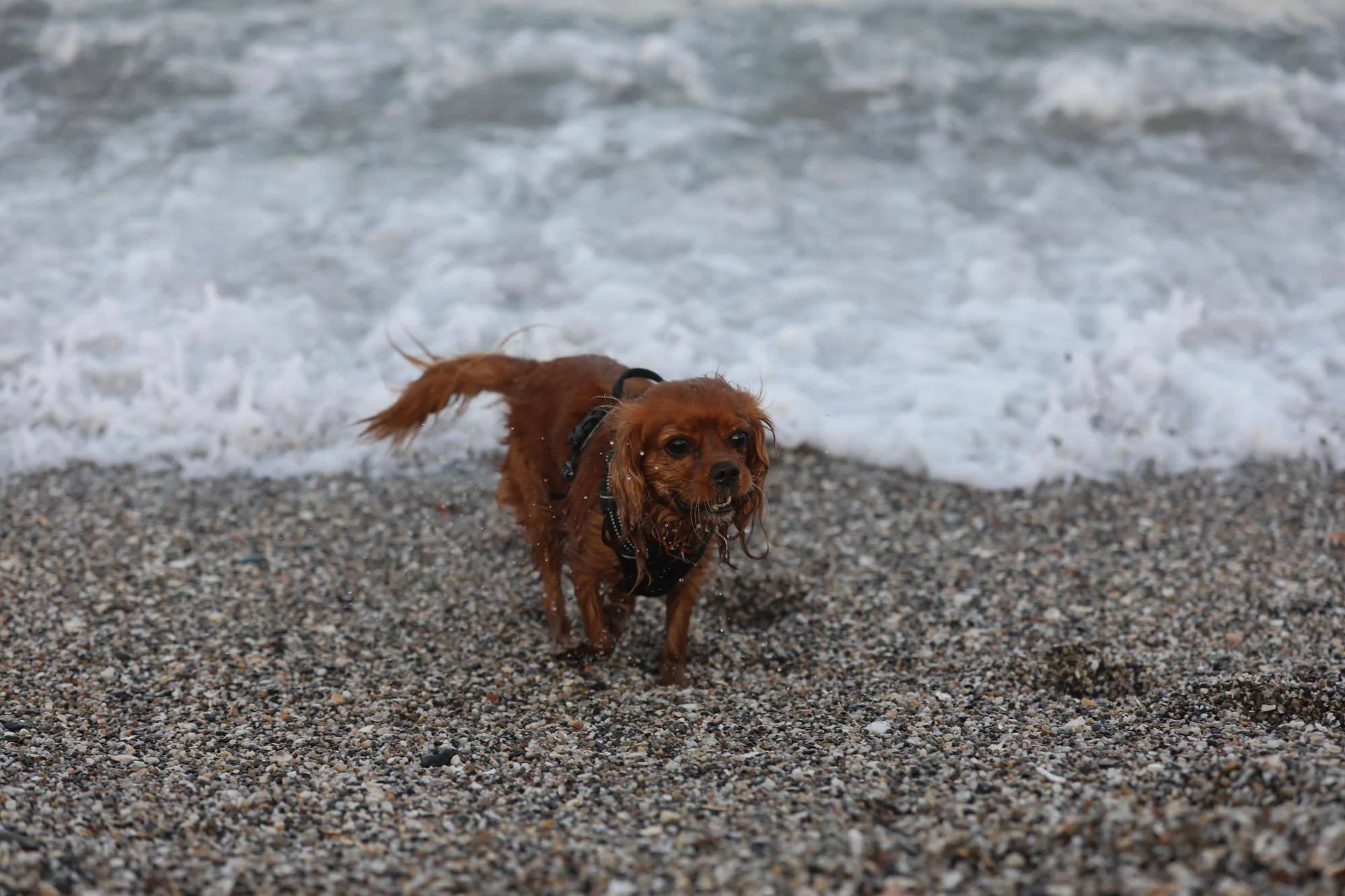 En våt, brun hund kommer opp fra sjøen på en steinstrand.