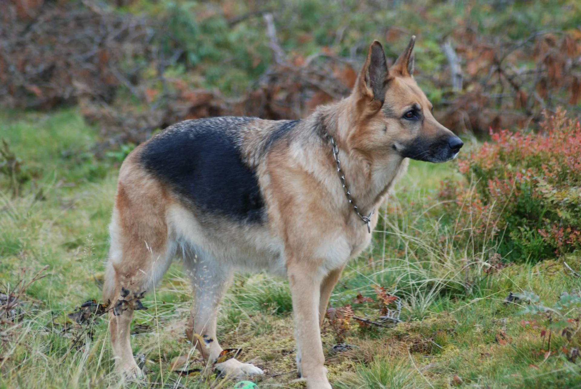 En schæferhund står på en gressbakke og ser til siden.