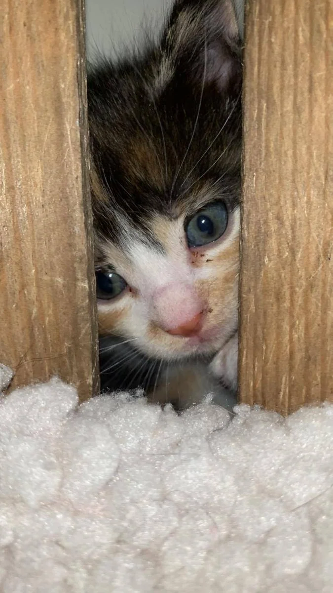 En liten kattunge titter ut mellom to trestolper.