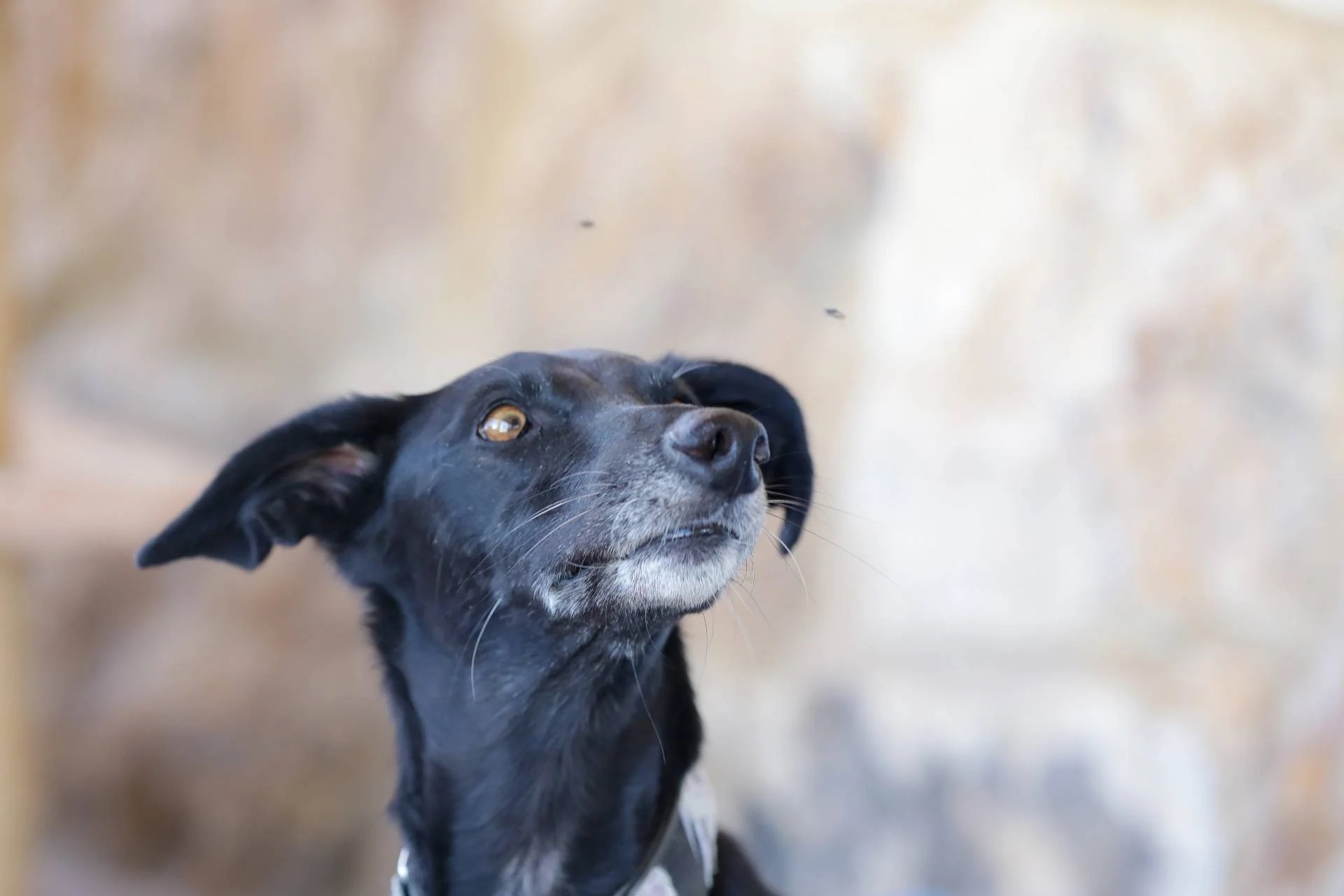 Nærbilde av en svart hund som ser opp med ørene bakover.