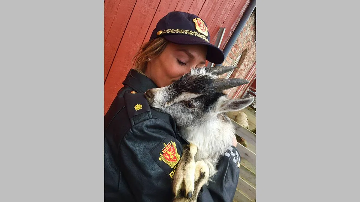 En politibetjent holder en geit tett inntil ansiktet.