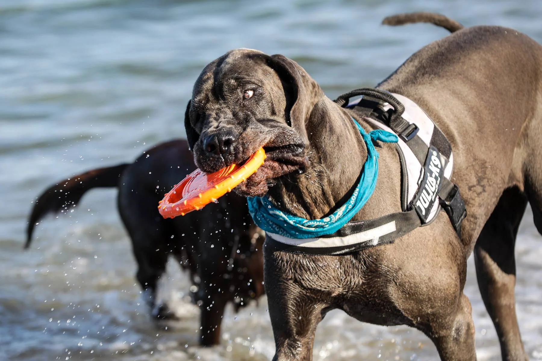 En stor, brun hund med sele står i sjøen med en oransje leke i munnen.