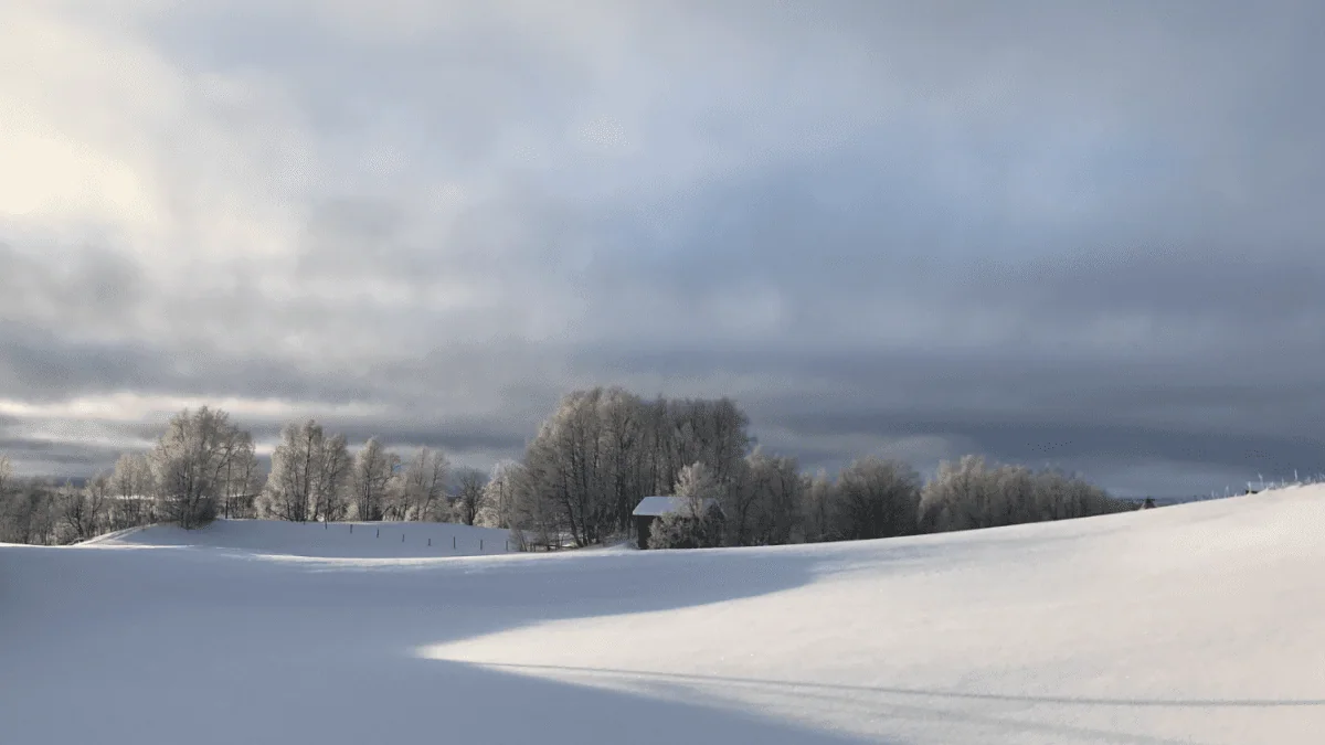 Et snødekt landskap med skog under en overskyet vinterhimmel.