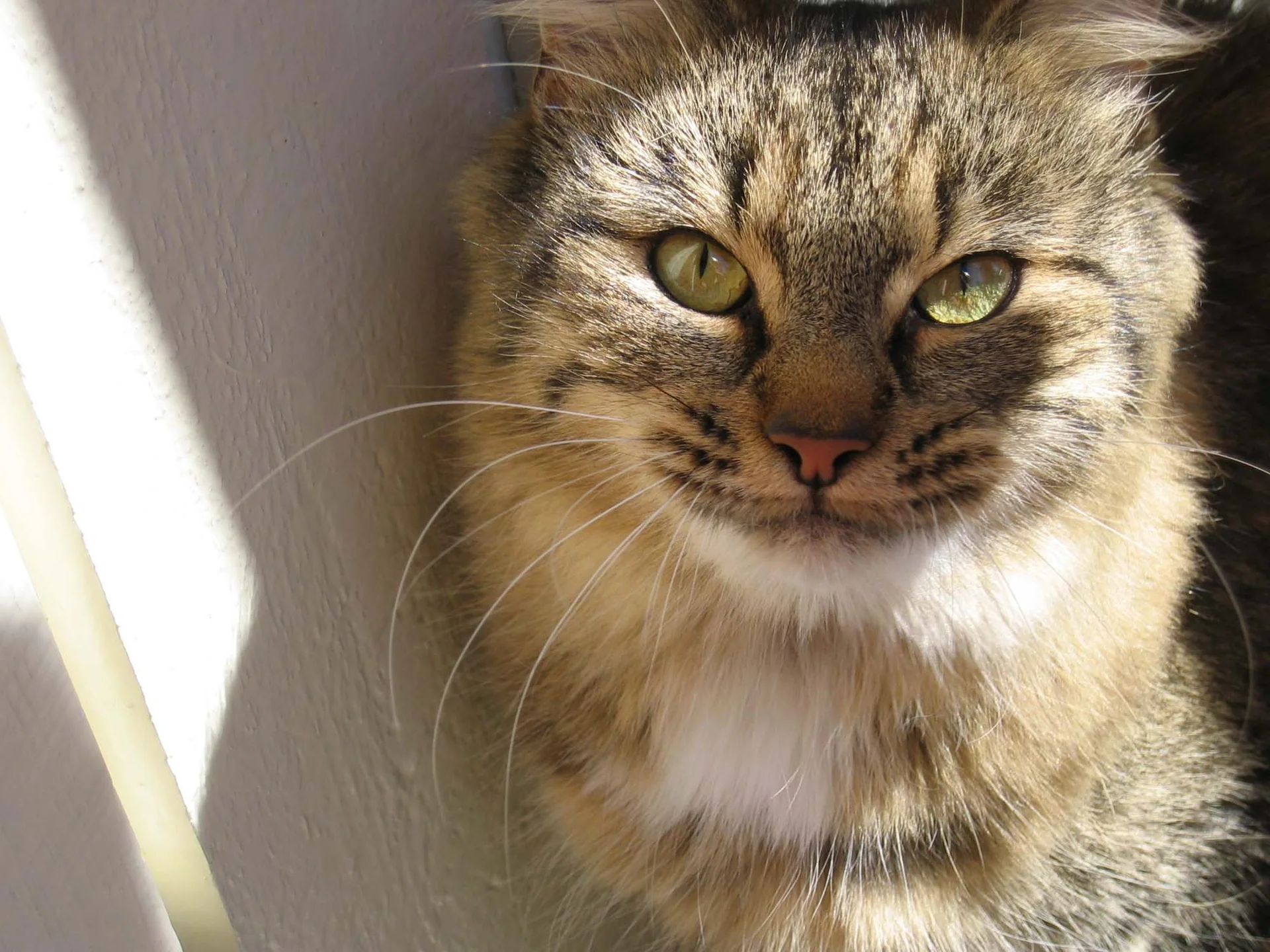 Nærbilde av gråstripete katt. Vi ser hodet og brystet og en hvit husvegg.