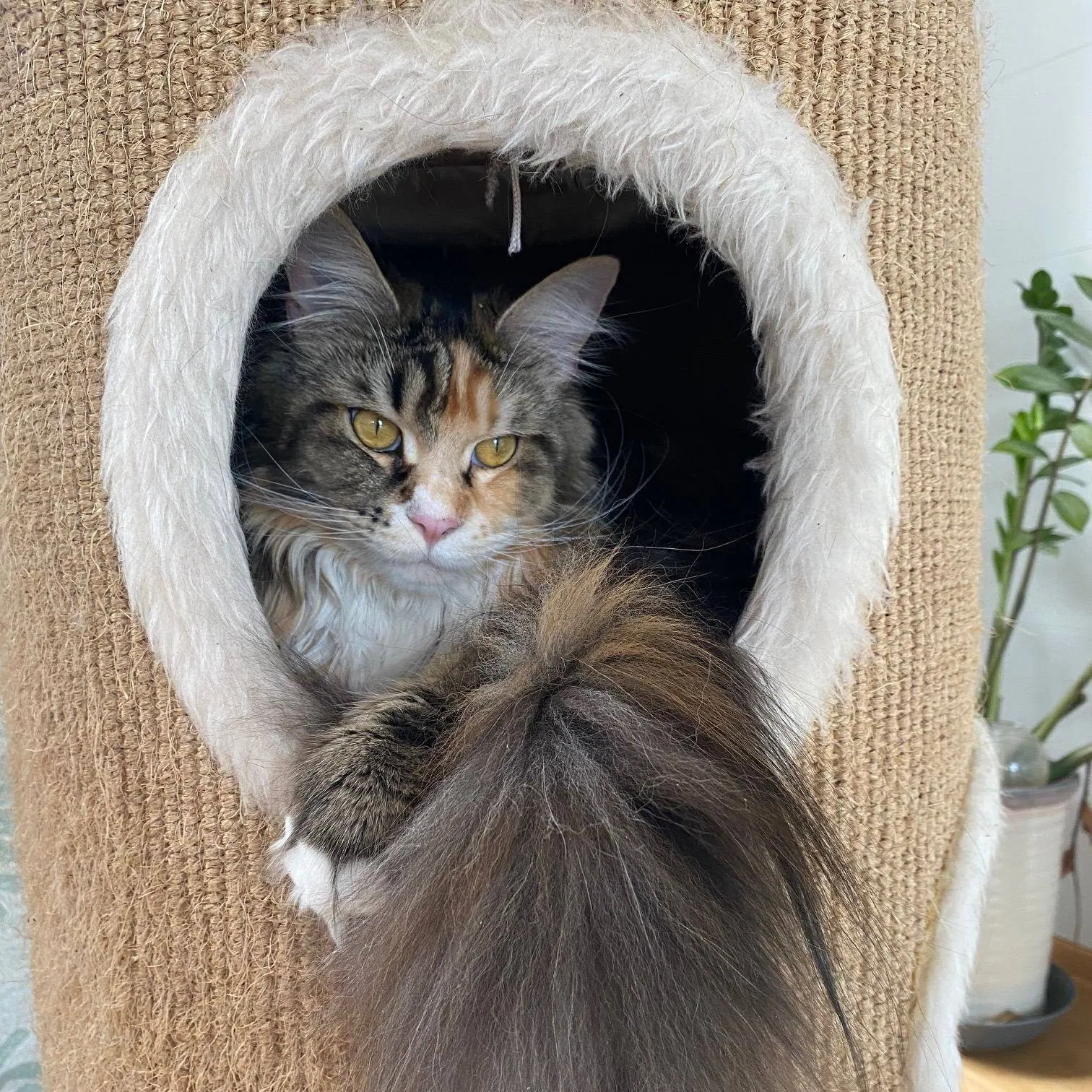 En langhåret katt ligger i åpningen til en hule i et klorestativ.
