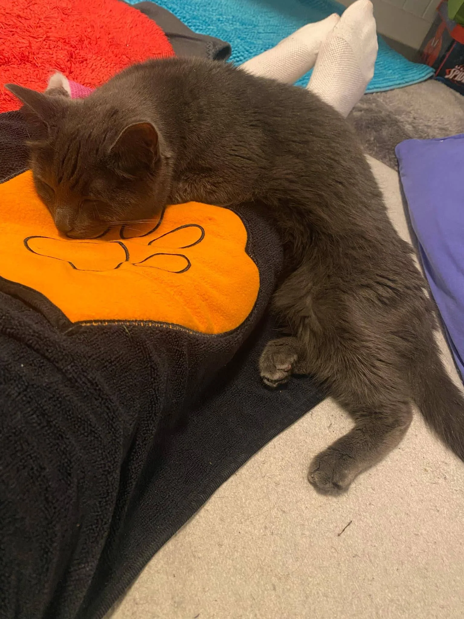 Katten Aske som er syk og medtatt og hviler på et fang.