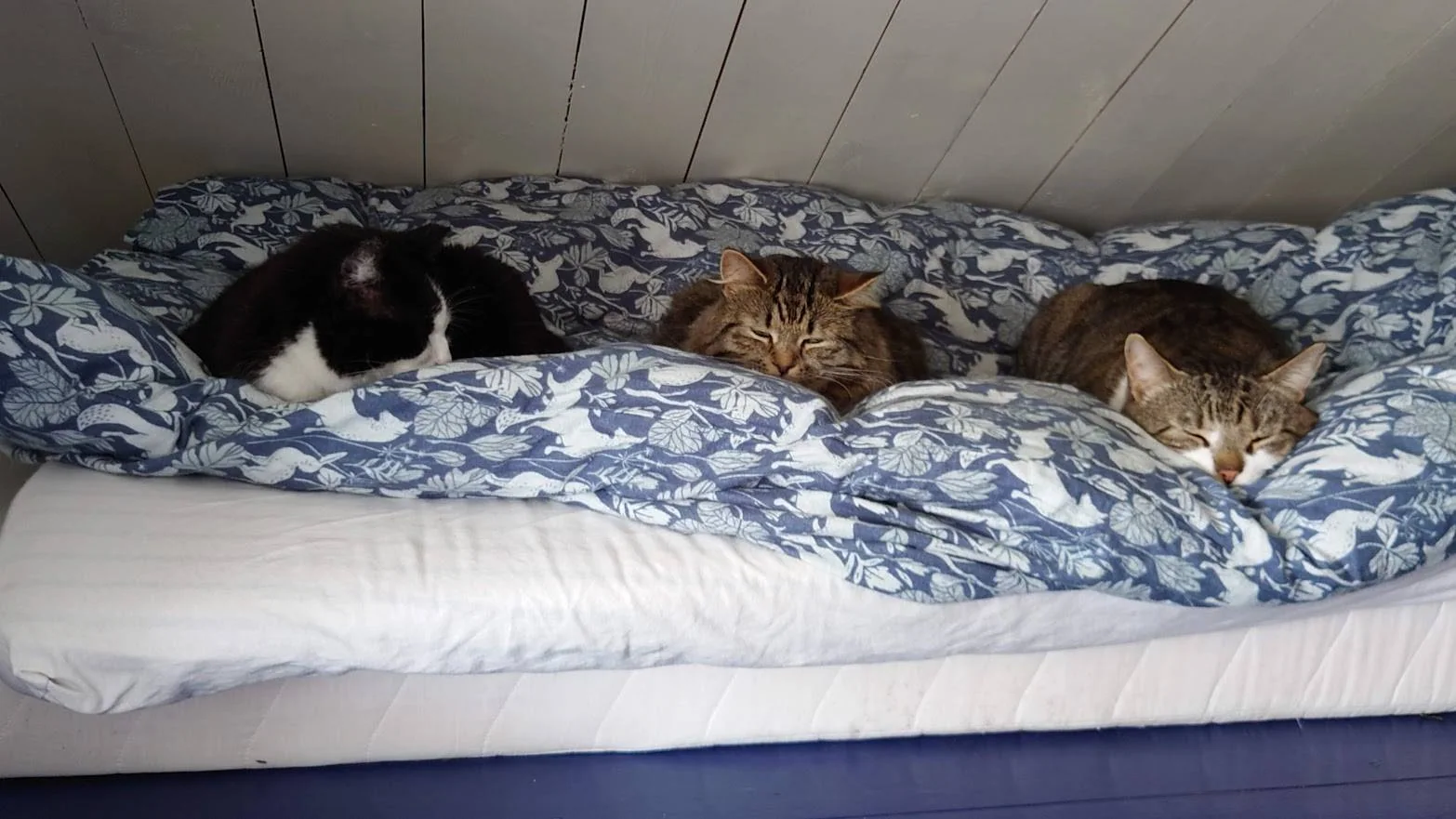 Tre katter ligger ved siden av hverandre i en seng.