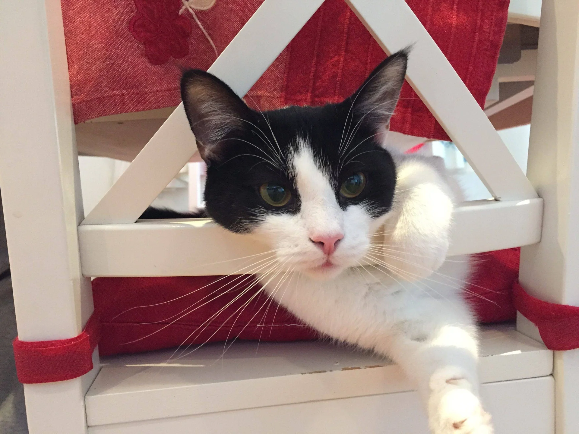 En svart og hvit katt lener hodet og en pote gjennom ryggen på en stol.