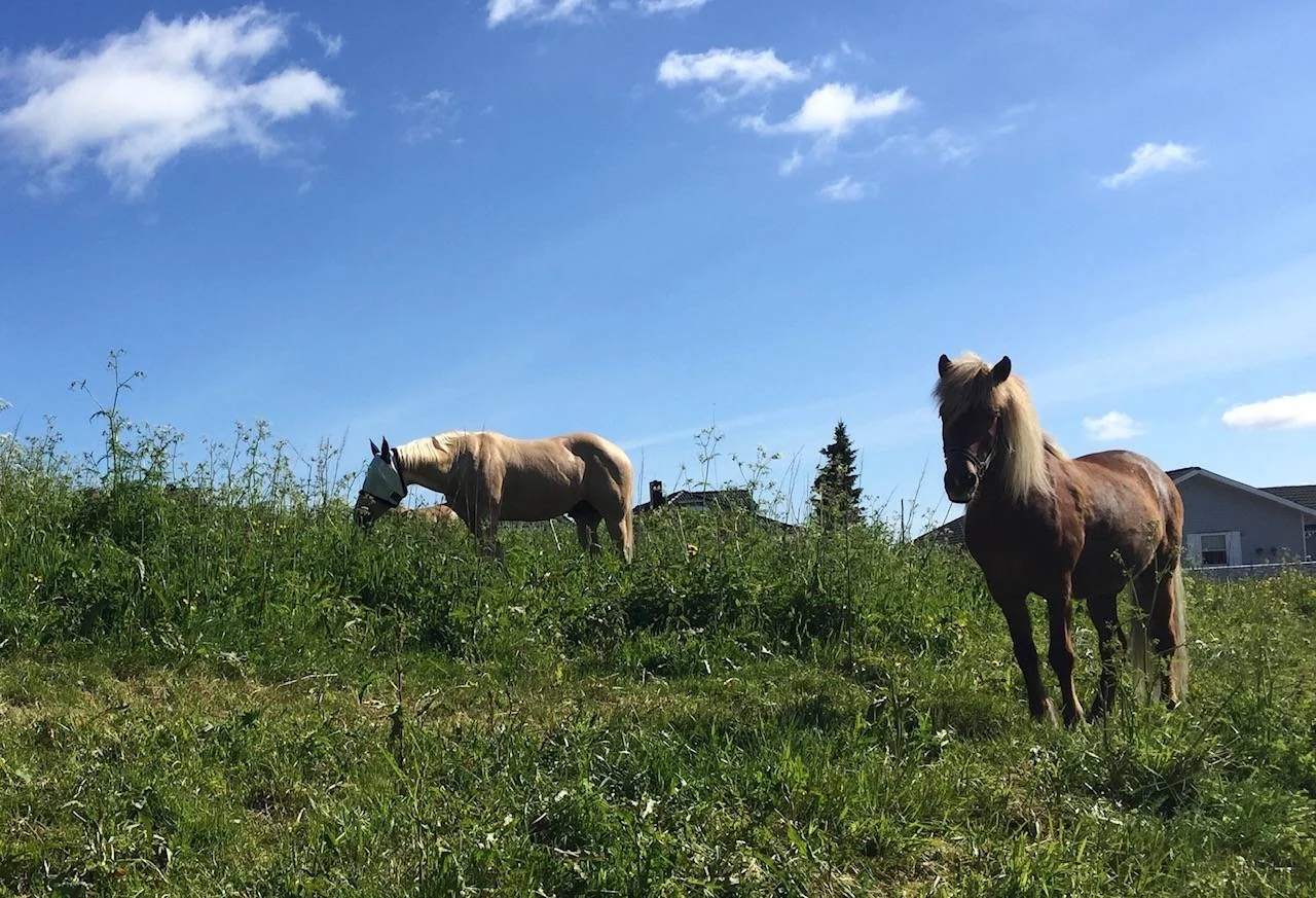 To hester, en gyllen hest med hvit man og hale og en brun hest med hvit man, går løst på et beite. Omringet av grønt gress. Blå himmel.