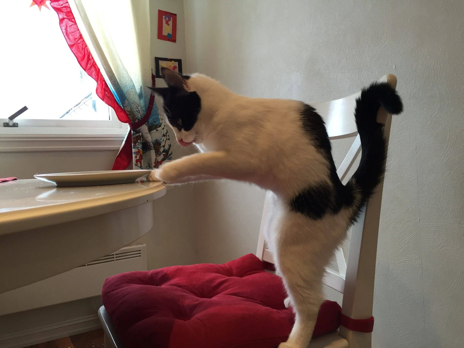 En svart og hvit katt står på bakbeina og strekker seg opp mot et bord.