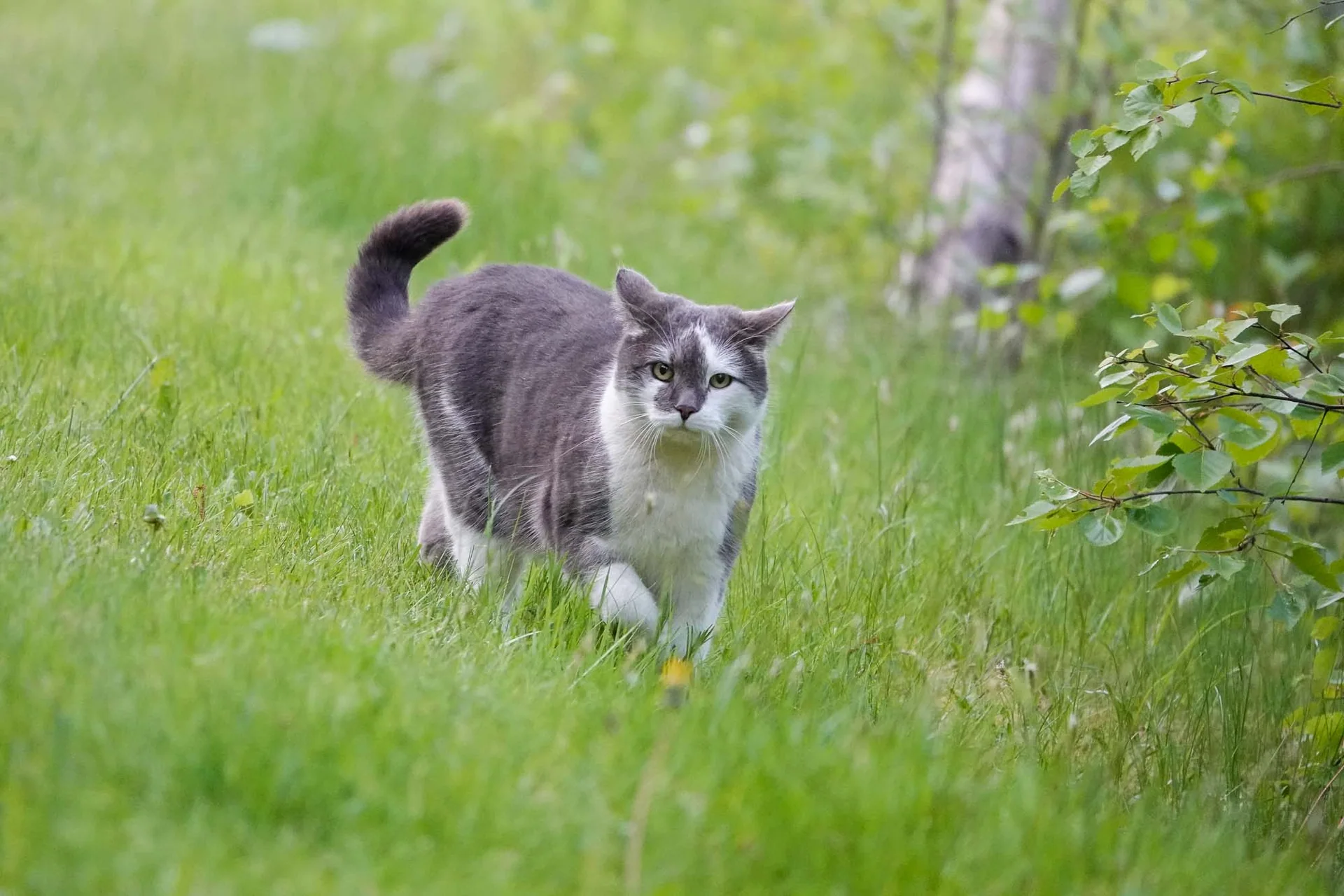 Grå og hvit katt som går i gresset.