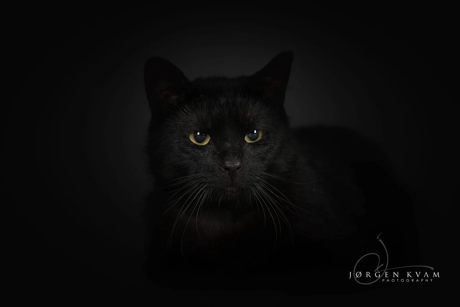 En svart katt med gule øyne mot en mørk bakgrunn.