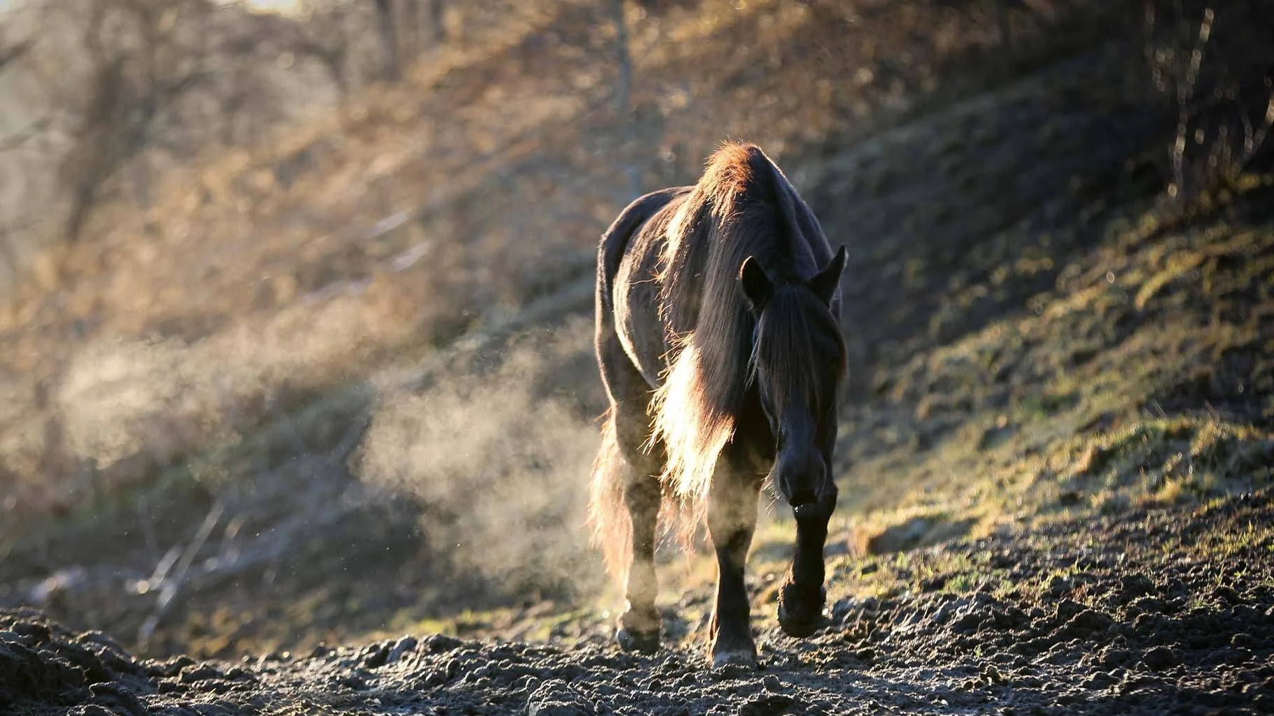 En mørk hest med lang man går mot kameraet i lavt sollys.