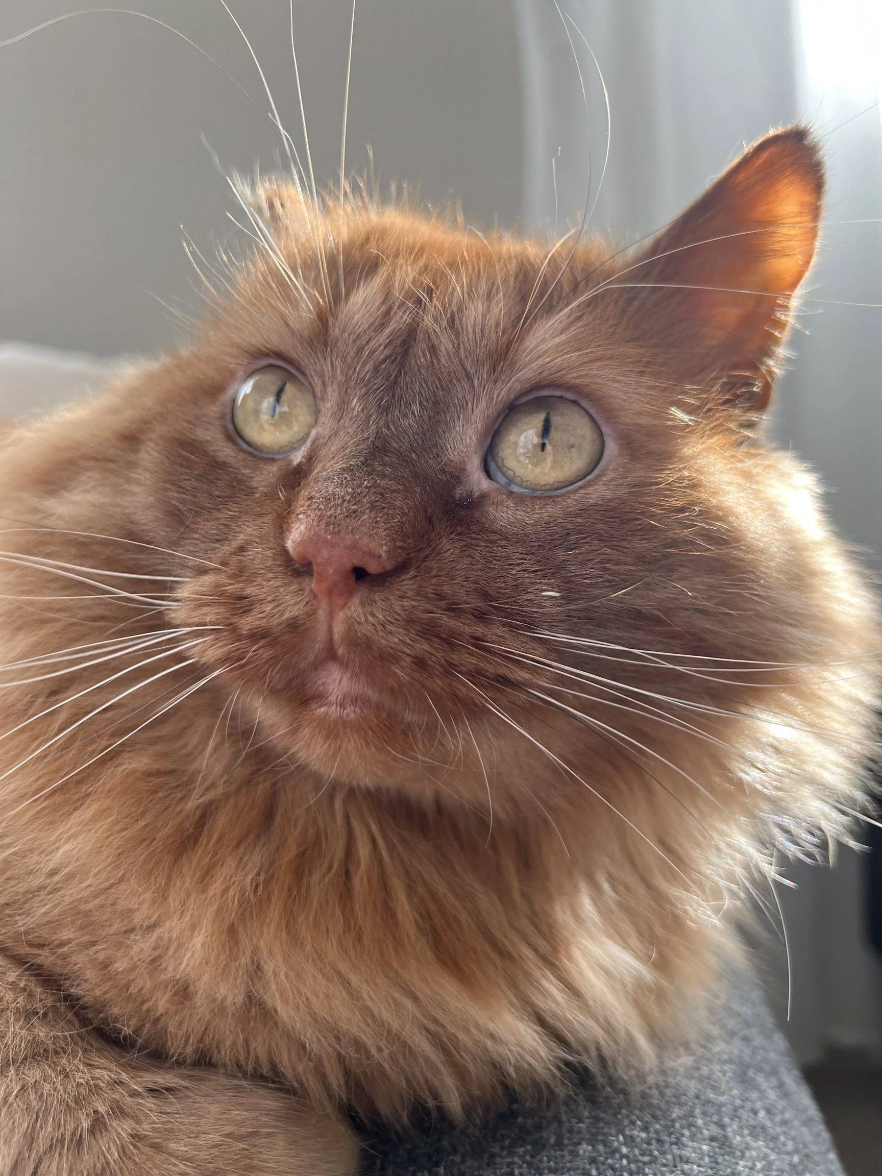 Nærbilde av en langhåret, rød katt med lyse øyne.