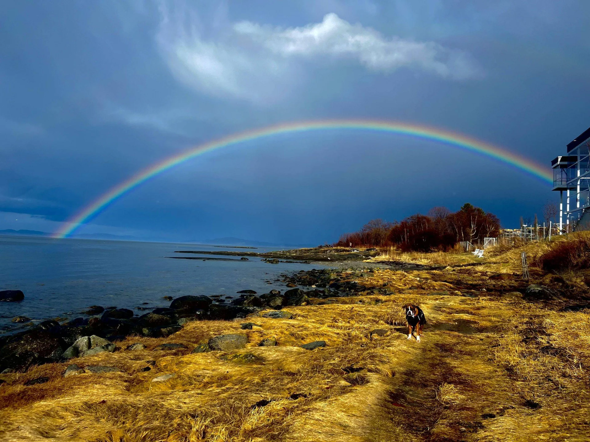 Strand med mye tang. Midt i bildet står det en hund, og over himmelen ser vi en regnbue.
