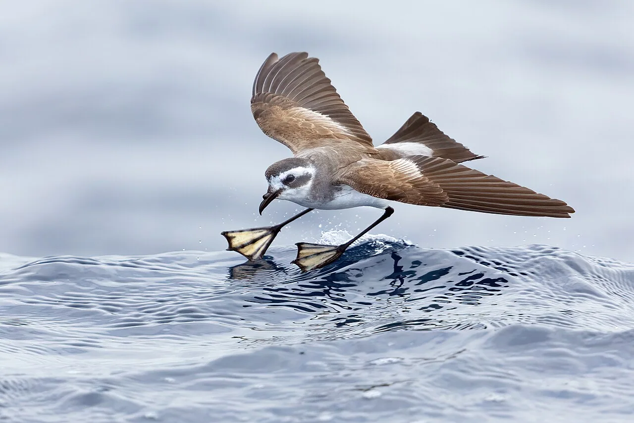 Brown-and-white seabird mid-flight with wings spread, extending its webbed feet to land on a blue ocean wave.