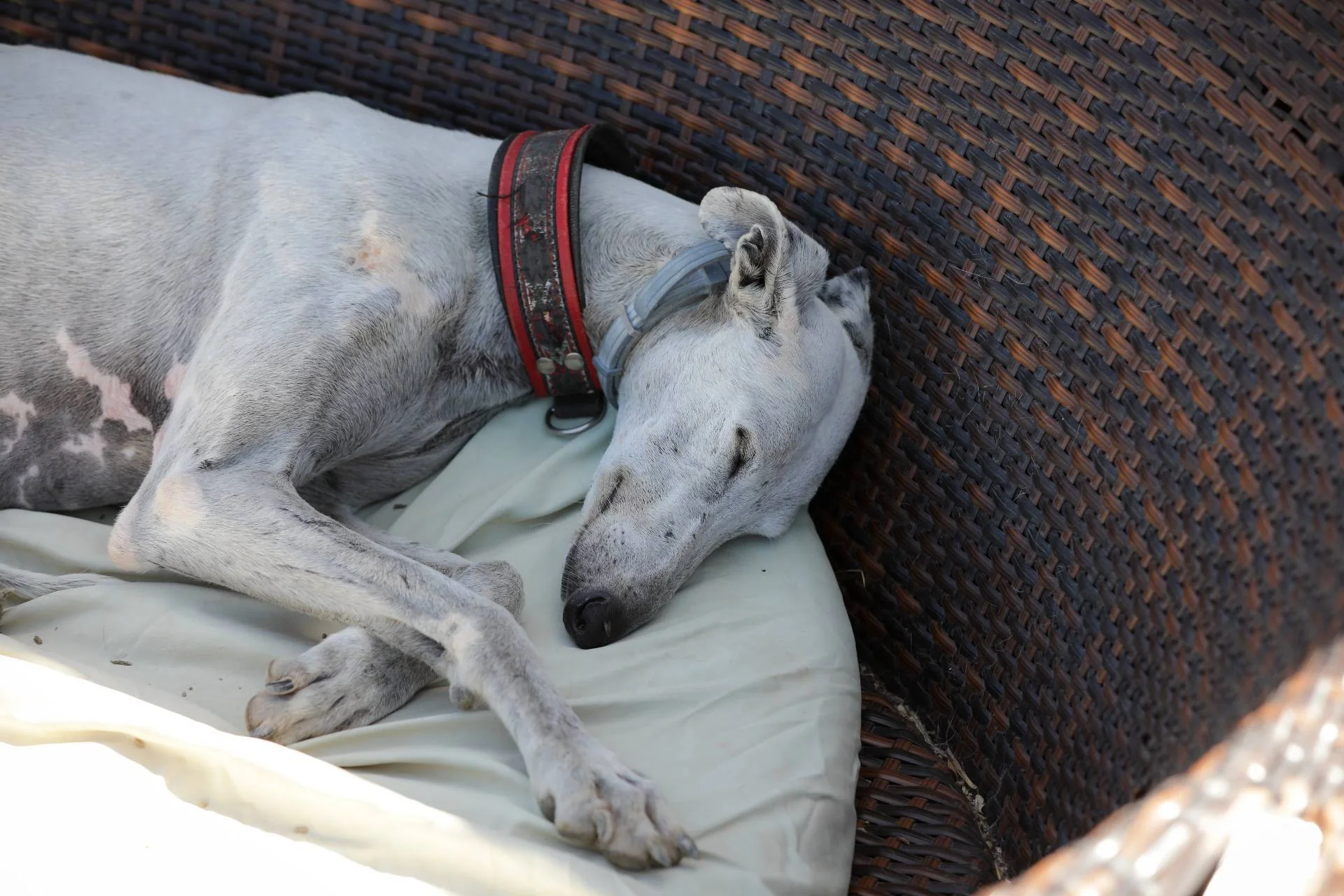 Hvit hund med rødt halsbånd som sover i en kurv.