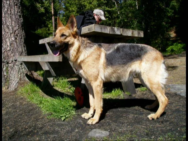 En schæferhund står ved et piknikbord i skogen.