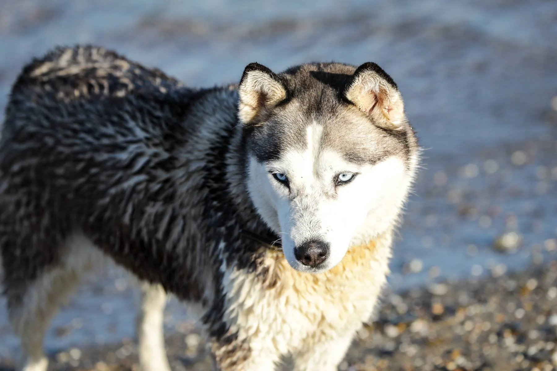 En våt husky står ved vannet og ser mot kameraet.