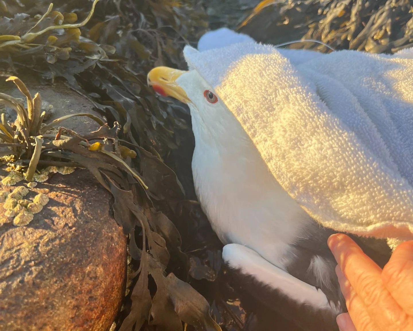 En svartbak (måke) ligger i tangen i fjæra. Noen holder en håndduk over kroppen dens.