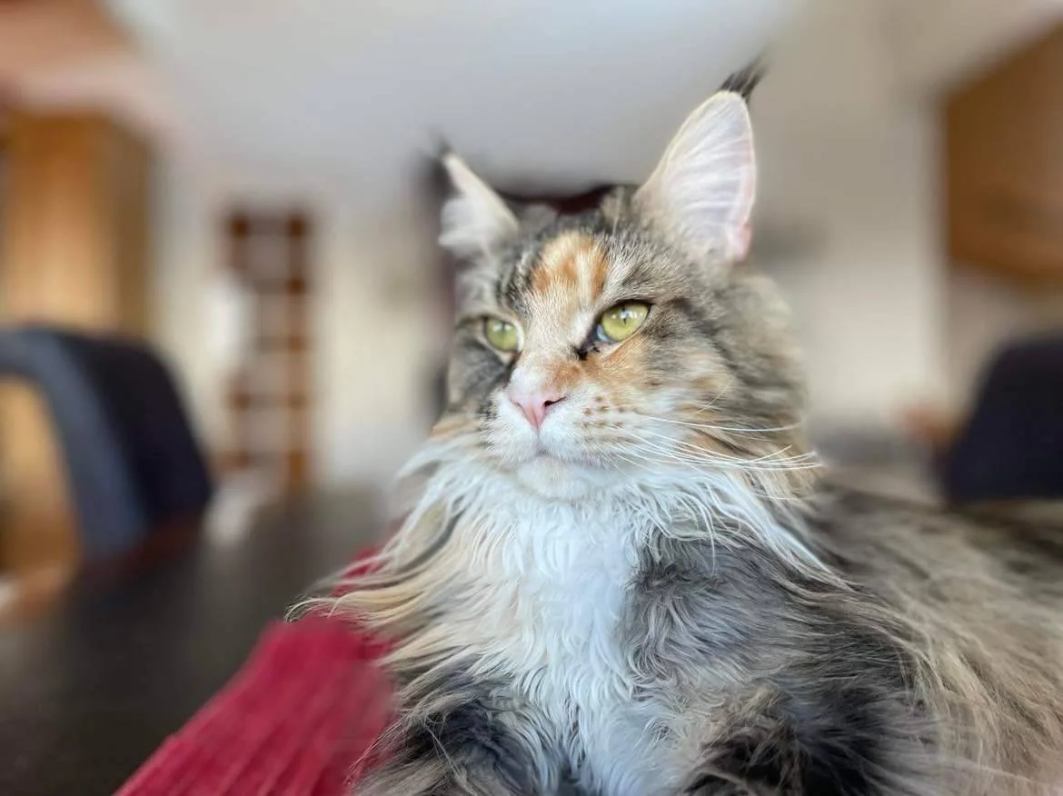 Langhåret katt som ligger på et bord. Nærbilde av hode og brystparti. Brystet er barbert.