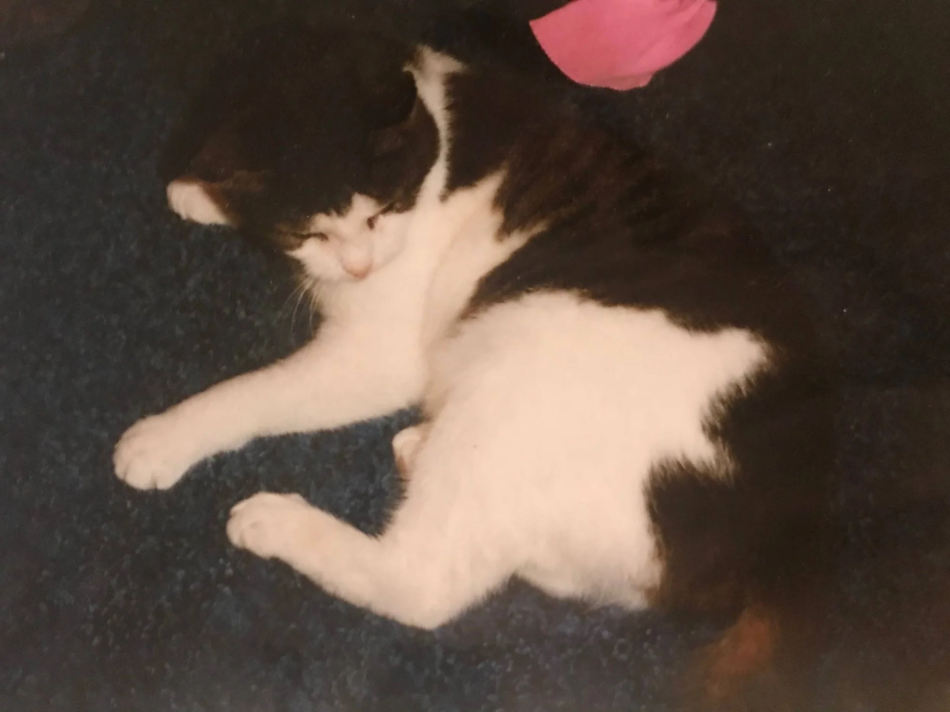 En svart og hvit katt ligger utstrakt på et mørkt teppe.