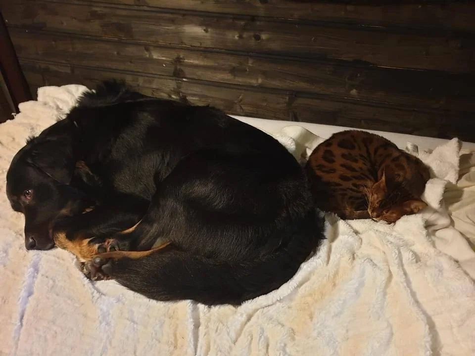 En stor, svart hund ligger sammen med katter på et lyst teppe.