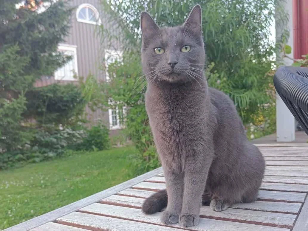Katten Aske før den forsvant - sittende ute på et hagebord.