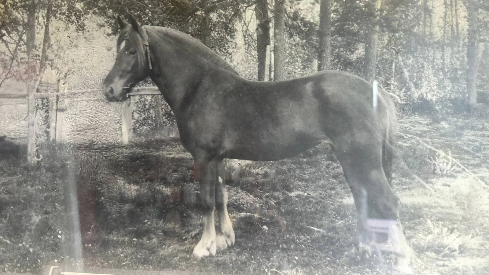 Foto av et gammelt svart-hvitt bilde av en hest.