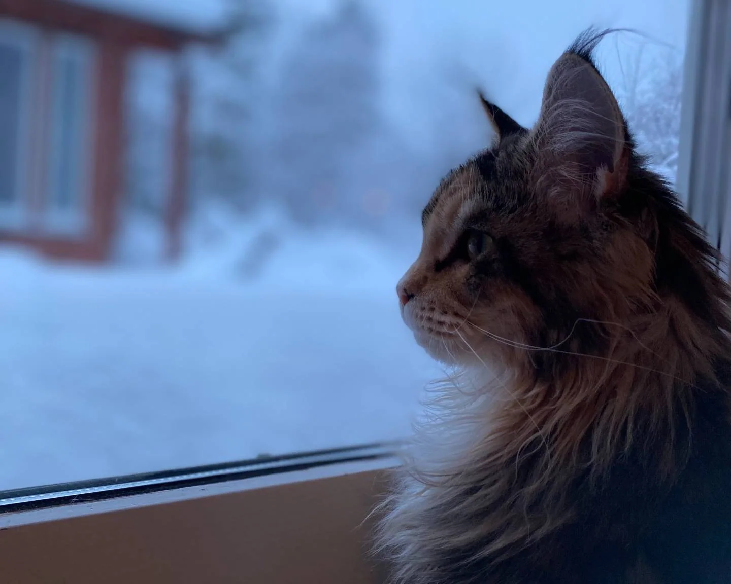En langhåret katt ser ut gjennom et vindu mot snøen.