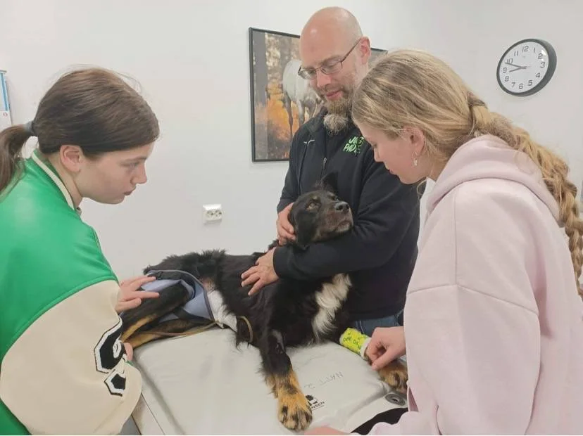 Tre personer støtter og undersøker en svart og hvit hund på et bord.