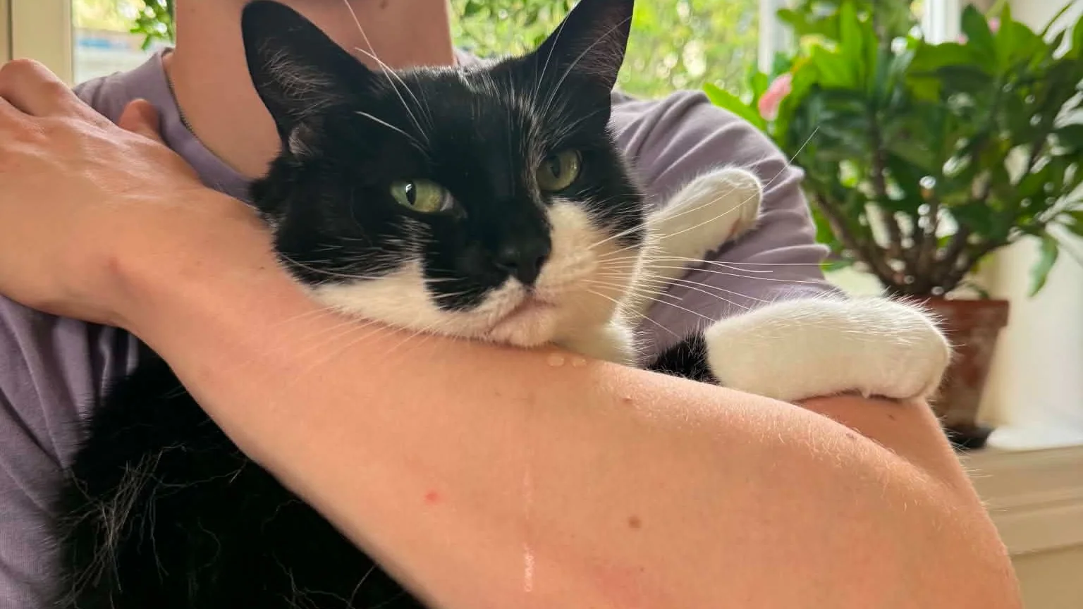 Svart og hvit katt som blir holdt. Katten sikler på armen.