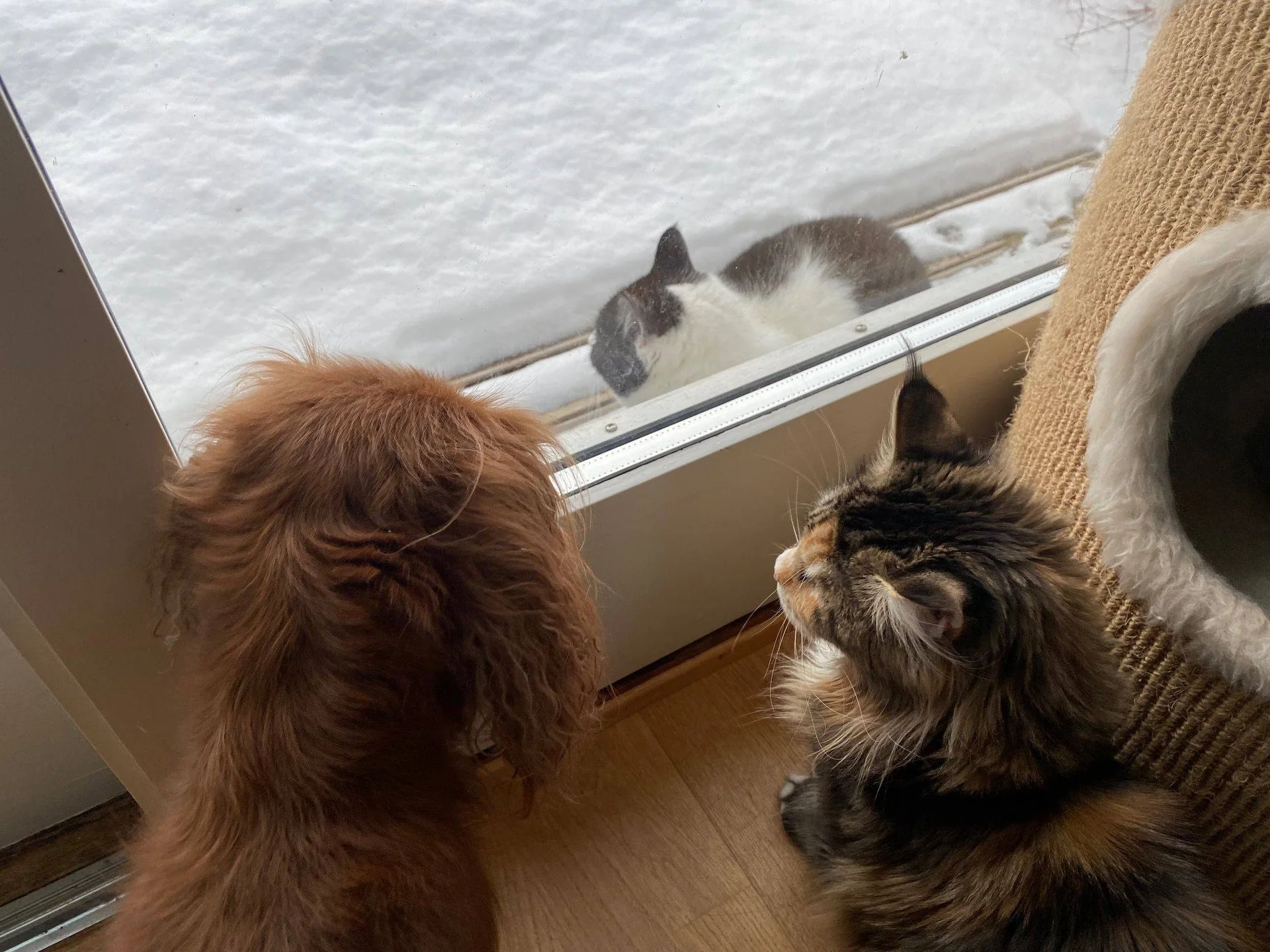 En hund og en katt ser gjennom et vindu på en katt som står ute i snøen.